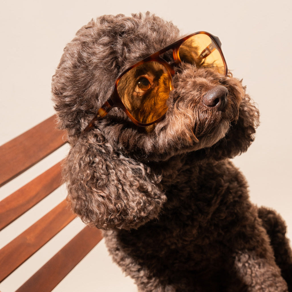 yellow sunglasses with tortoise frame on dog
